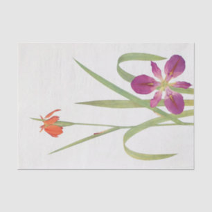 Iris Fulva and Iris Fulvala by William Dykes Tissue Paper