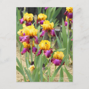 Iris ‘Gala Madrid’  [Postcard] Postcard