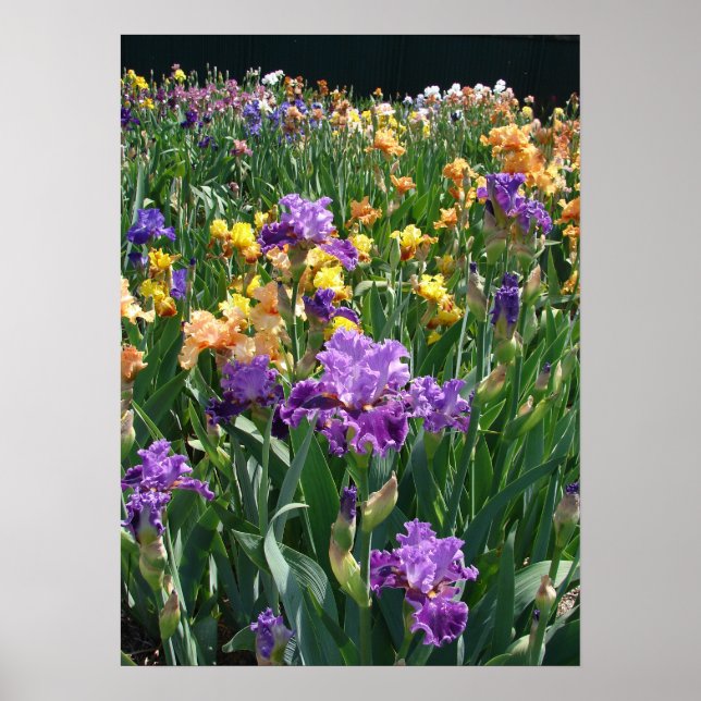 Iris Garden Purple Irises Cottage floral Poster (Front)