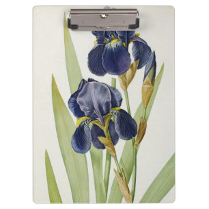Iris Germanica, from `Les Liliacees', 1805 Clipboard