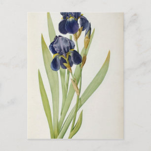 Iris Germanica, from `Les Liliacees', 1805 Postcard