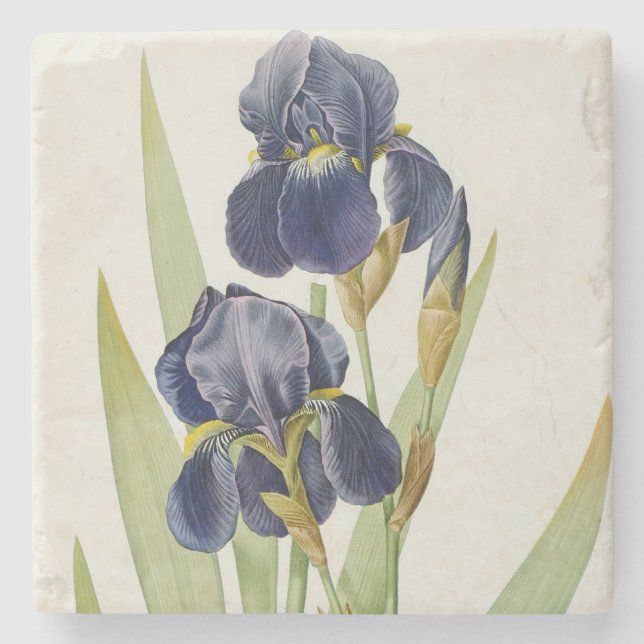 Iris Germanica, from `Les Liliacees', 1805 Stone Coaster (Front)