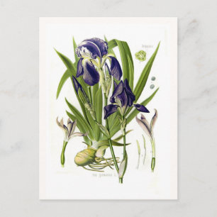 Iris germanica postcard