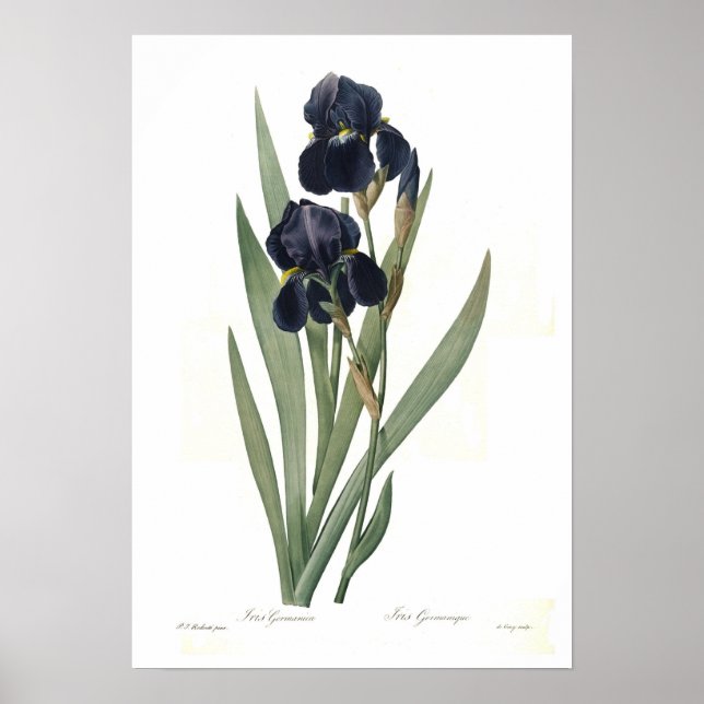 Iris germanica poster (Front)