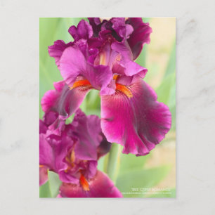 Iris ‘Gypsy Romance’：Postcard Postcard