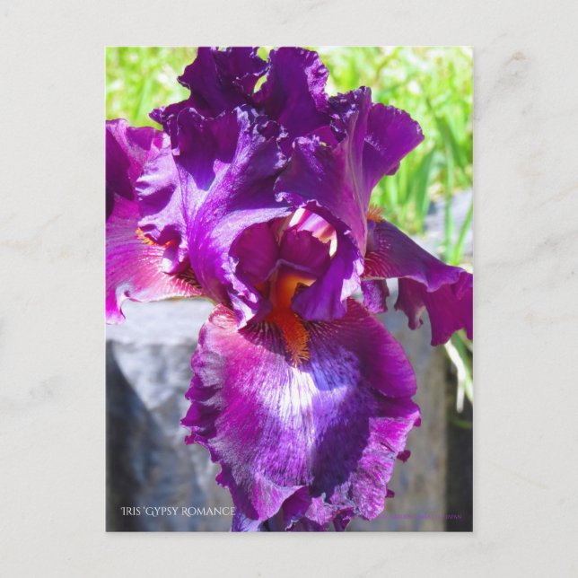 Iris ‘Gypsy Romance’   [Postcard] Postcard (Front)