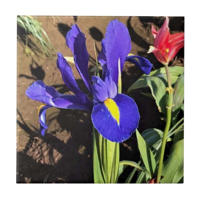Iris in a Tulip Field, Woodburn, Oregon Ceramic Tile (Front)