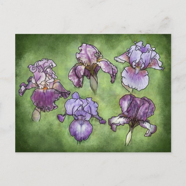 Iris in Purple Postcard (Front)