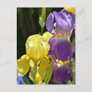 Iris in Spring Postcard