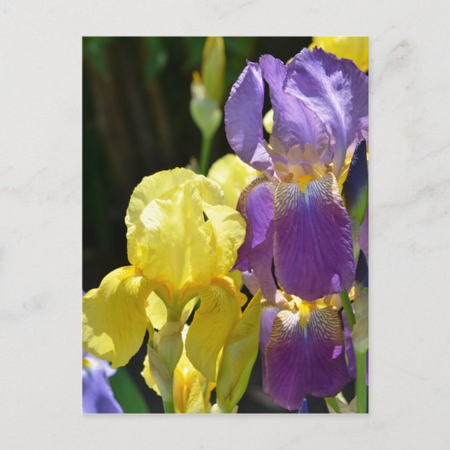 Iris in Spring Postcard (Front)