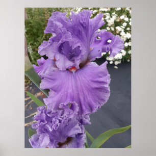 Iris Irises Purple Flower Floral Lavender Poster