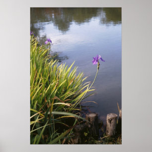 Iris, Japanese gardens Poster