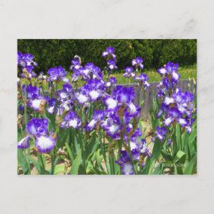 Iris ‘Jessies Song’  [Postcard] ポストカード Postcard