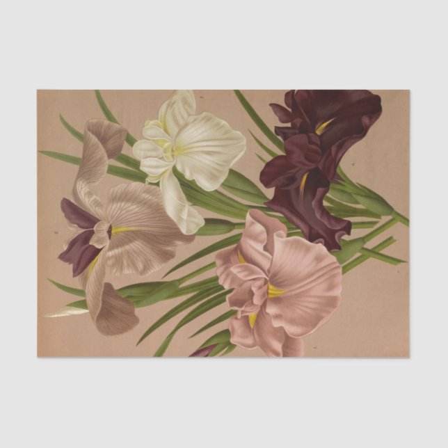 Iris Kaempferi. Var by Arentina Hendrica Arendsen Tissue Paper (Front)