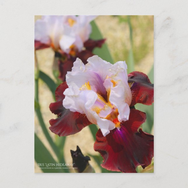 Iris ‘Latin Hideaway’  [Postcard] Postcard (Front)