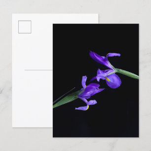 Iris Lovers Postcard