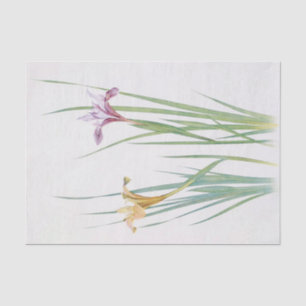 Iris Macrosiphon by William Dykes Tissue Paper