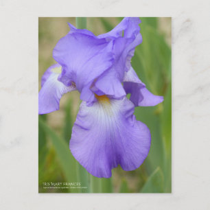 Iris ‘Mary Frances’  [Postcard] Postcard