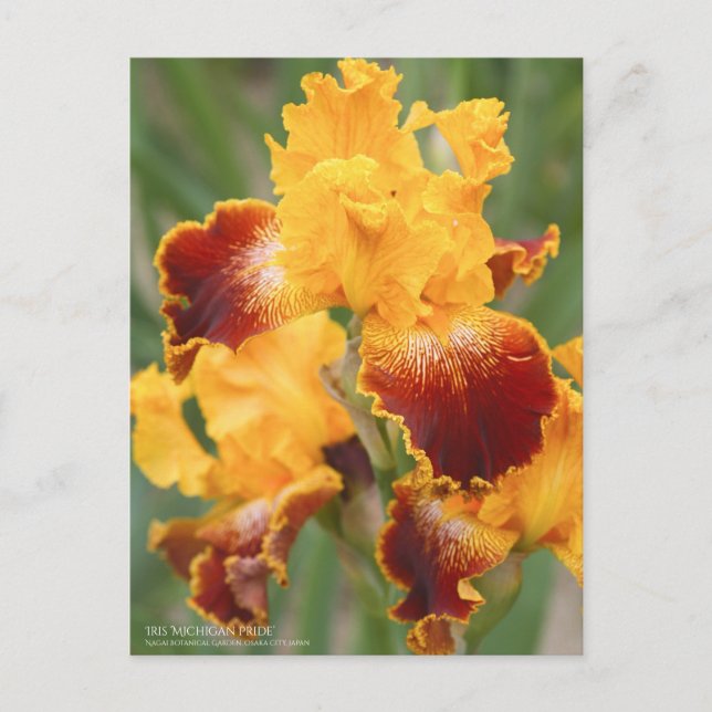 Iris ‘Michigan Pride’：Postcard Postcard (Front)