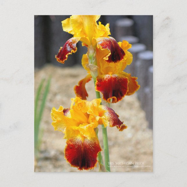 Iris ‘Michigan Pride’：Postcard Postcard (Front)