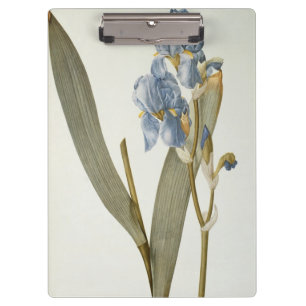 Iris Pallida, from `Les Liliacees', 1812 Clipboard