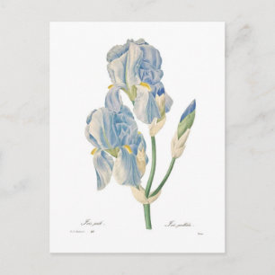 Iris pallida postcard