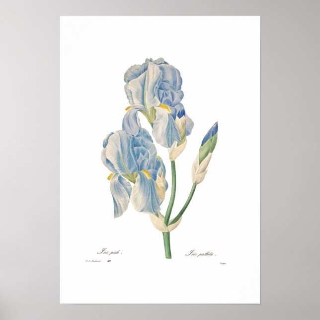 Iris pallida poster (Front)
