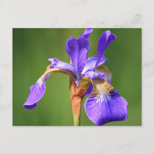 iris postcard