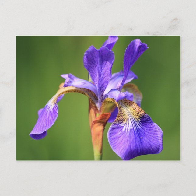 iris postcard (Front)