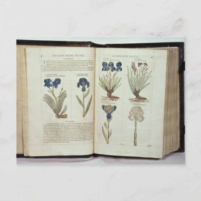 Iris Postcard (Front)