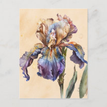 Iris