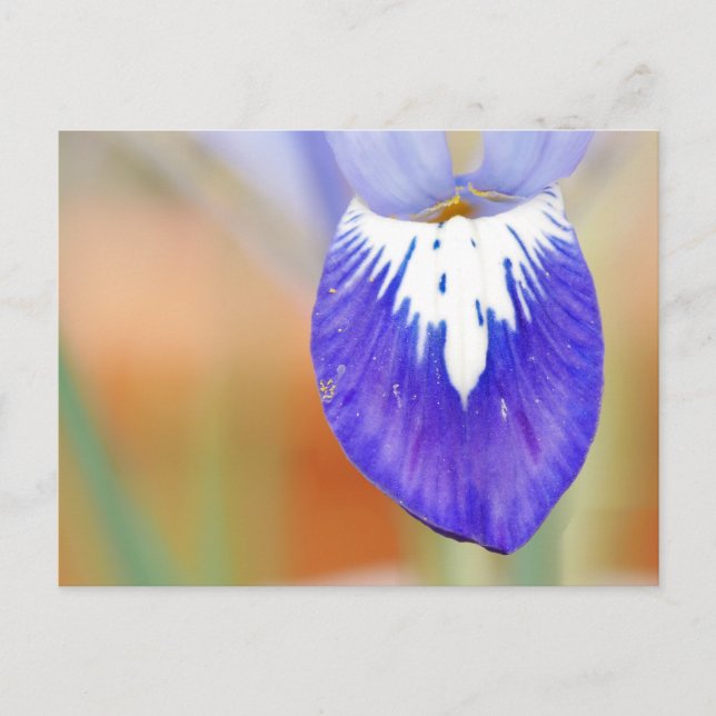 Iris Postcard (Front)