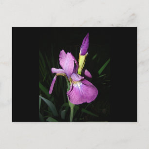 IRIS POSTCARD
