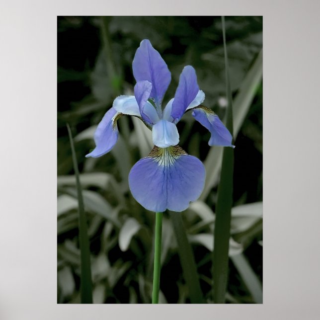 Iris Poster (Front)