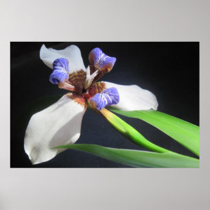 Iris Poster