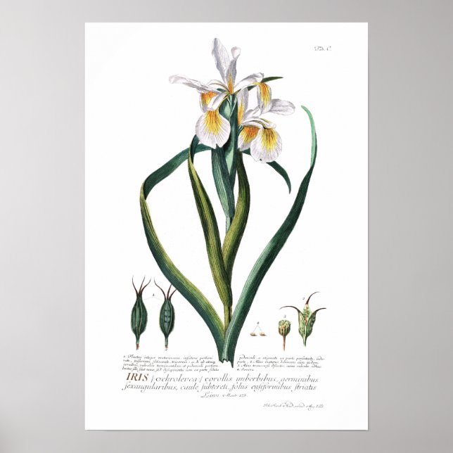Iris Poster (Front)