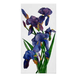 Iris Print