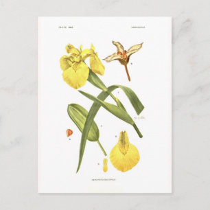 Iris pseudacorus postcard