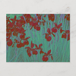 Iris red postcard