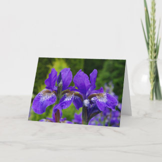 Iris sibirica floral photography  card