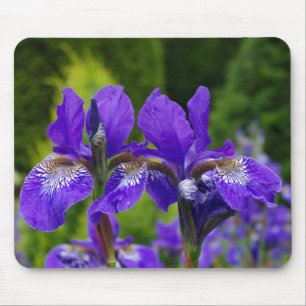 Iris sibirica floral photography  mouse pad