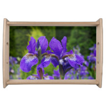 Iris sibirica floral photography