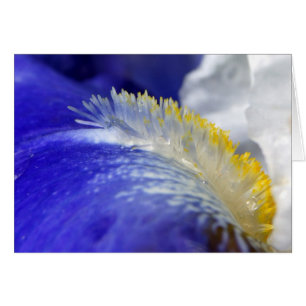 Iris Singing The Blues