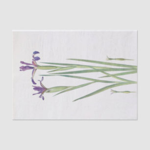Iris Sintenisii and Iris Spuria by William Dykes Tissue Paper