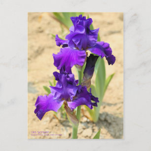 Iris ‘Skyship’   [Postcard] Postcard