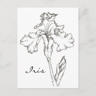 Iris Spring Flower Pen and Ink Drawing Postcard
