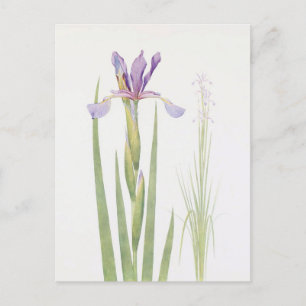 Iris Spuria (Kashmir) by William Dykes Postcard