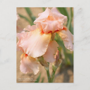 Iris ‘Sugar Plum’  [Postcard] Postcard