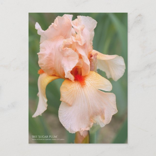 Iris ‘Sugar Plum’  [Postcard] Postcard (Front)