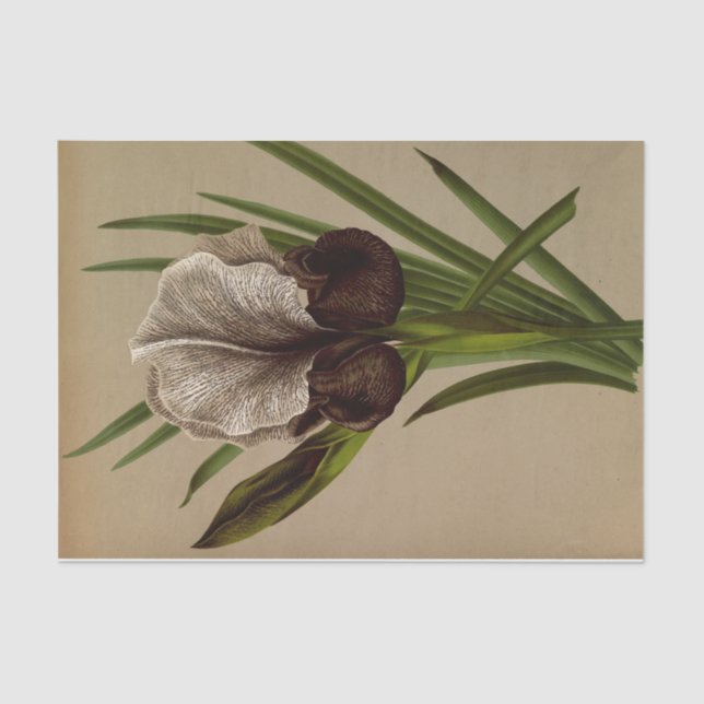 Iris Susiana by Arentina Hendrica Arendsen Tissue Paper (Front)